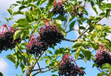 The Elderberry Plant