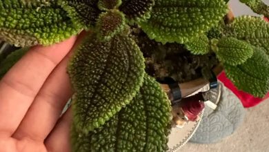 gumshoe plant