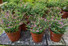 mexican heather plant