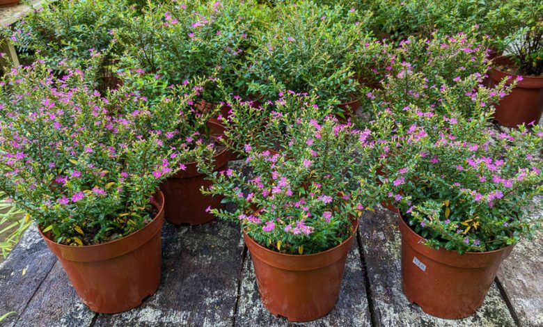 mexican heather plant