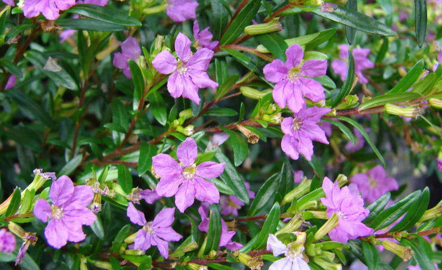 mexican heather plant