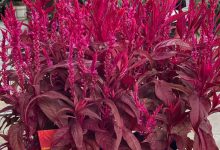 dragon's breath plant