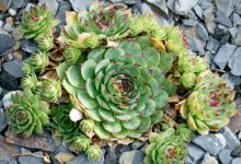 Hens and Chicks Plants