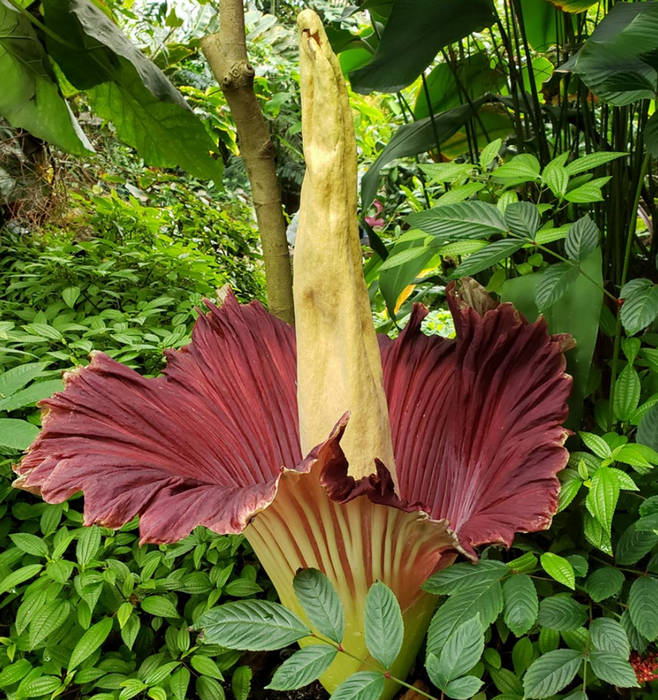 Titan Arum