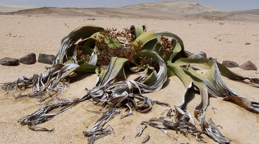 Welwitschia