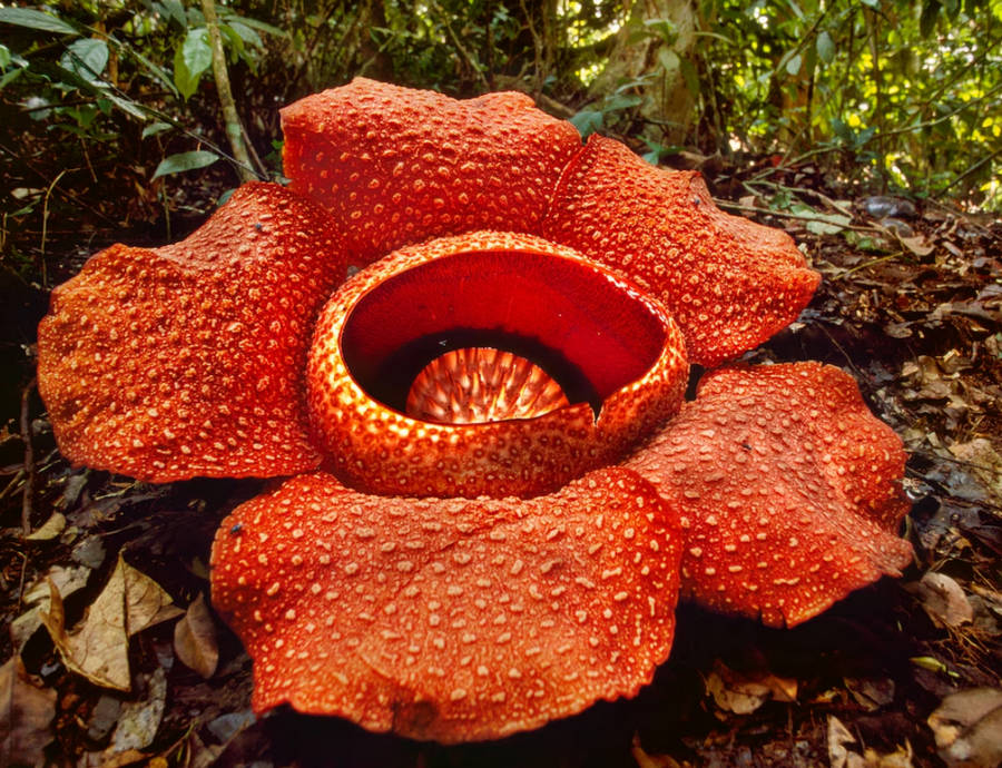 Rafflesia arnoldii