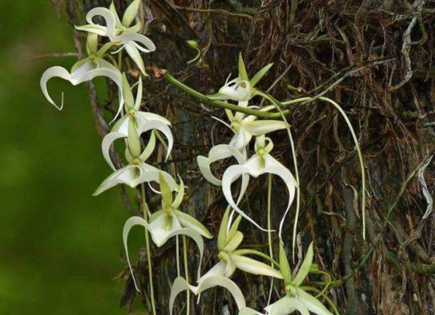 Ghost Orchid