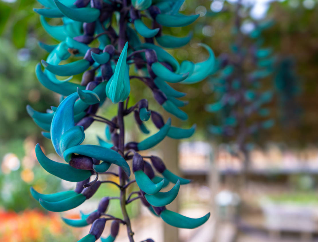 Jade Vine