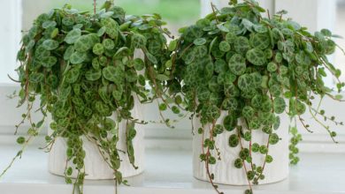 String of Turtles Plant
