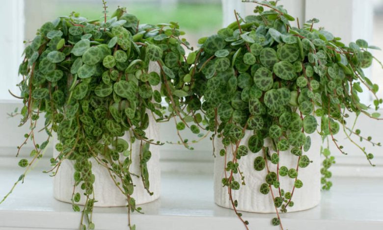 String of Turtles Plant