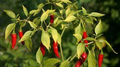bird chilli plant
