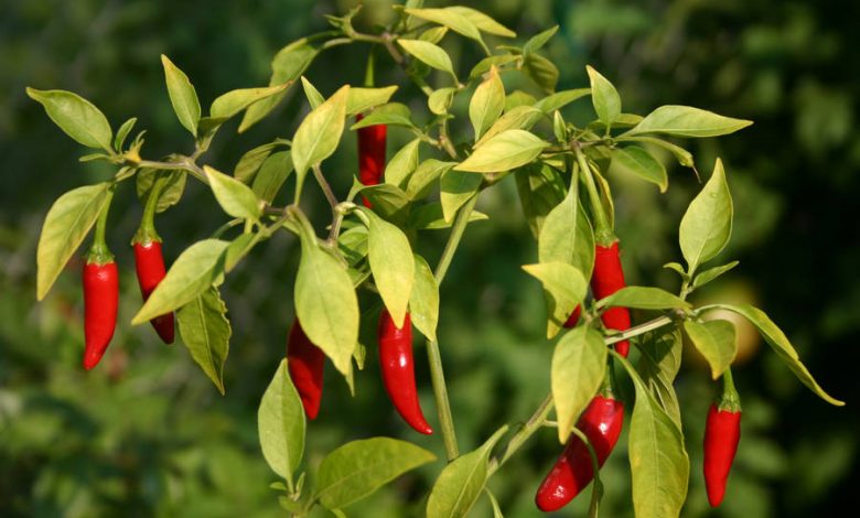 bird chilli plant