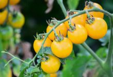 Cherry Tomato Yellow Plant