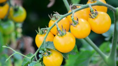 Cherry Tomato Yellow Plant