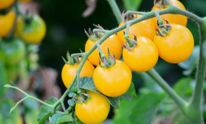 Cherry Tomato Yellow Plant