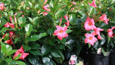 dipladenia plant