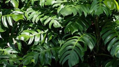 The Dragon Tail Plant