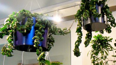 The Hindu Rope Plant