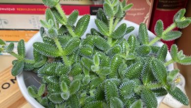 Delosperma echinatum