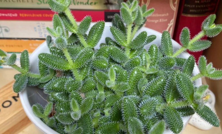 Delosperma echinatum