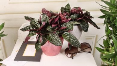 purple waffle plant