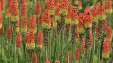 red hot poker plant