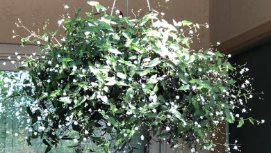 bridal veil plant