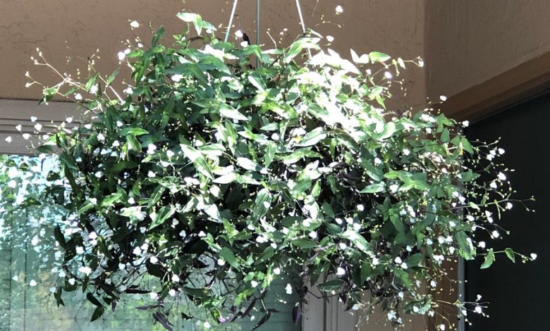 bridal veil plant