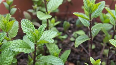 spearmint plant