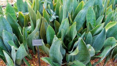 whale fin plant