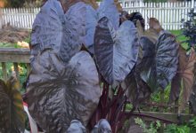 black elephant ear plant