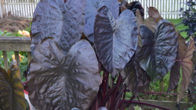 black elephant ear plant