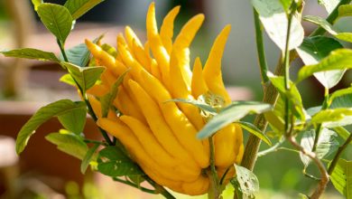 citron buddha hand plant