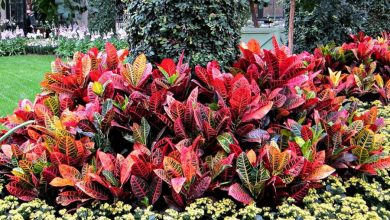 croton petra plant