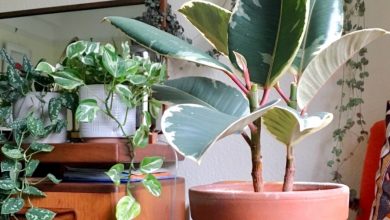 ficus plants