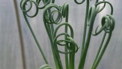 frizzle sizzle plant