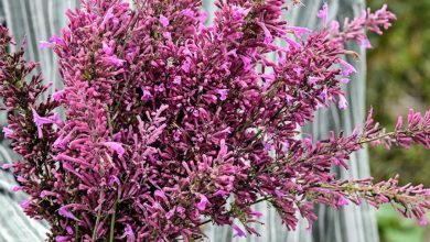 hummingbird mint plant