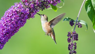 Hummingbird Plant