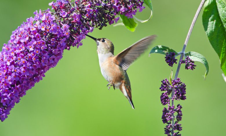 Hummingbird Plant