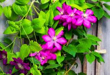 Non-Toxic Outdoor Vine Plants