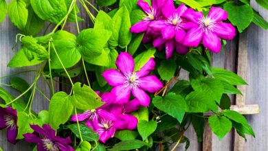 Non-Toxic Outdoor Vine Plants