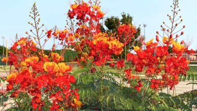 Mexican Bird of Paradise Plant