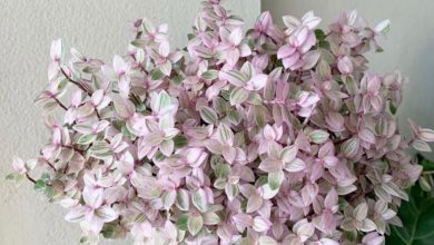 The Pink Lady Plant
