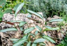 The Grey Star Plant