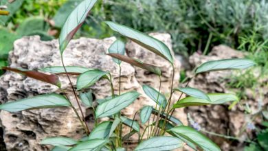 The Grey Star Plant