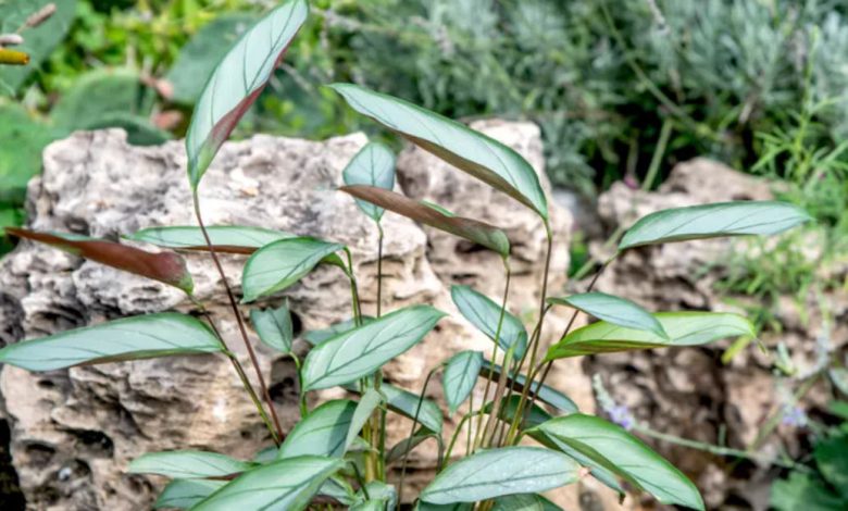 The Grey Star Plant