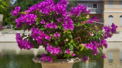 royal purple bougainvillea plant