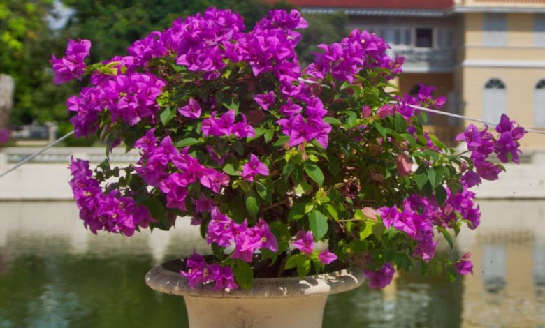 royal purple bougainvillea plant