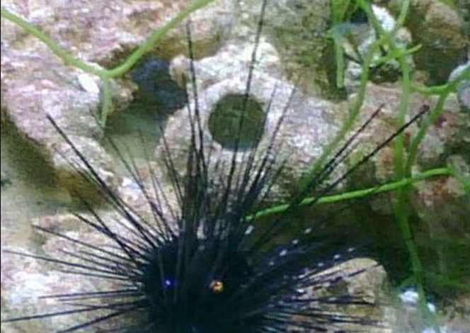 sea urchin plant