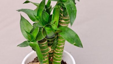 bamboo lotus plant